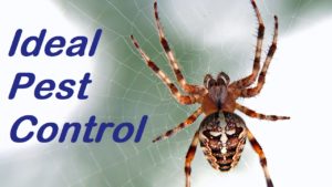 Greensboro Pest Control (336) 996-4952 - Ideal Pest Control